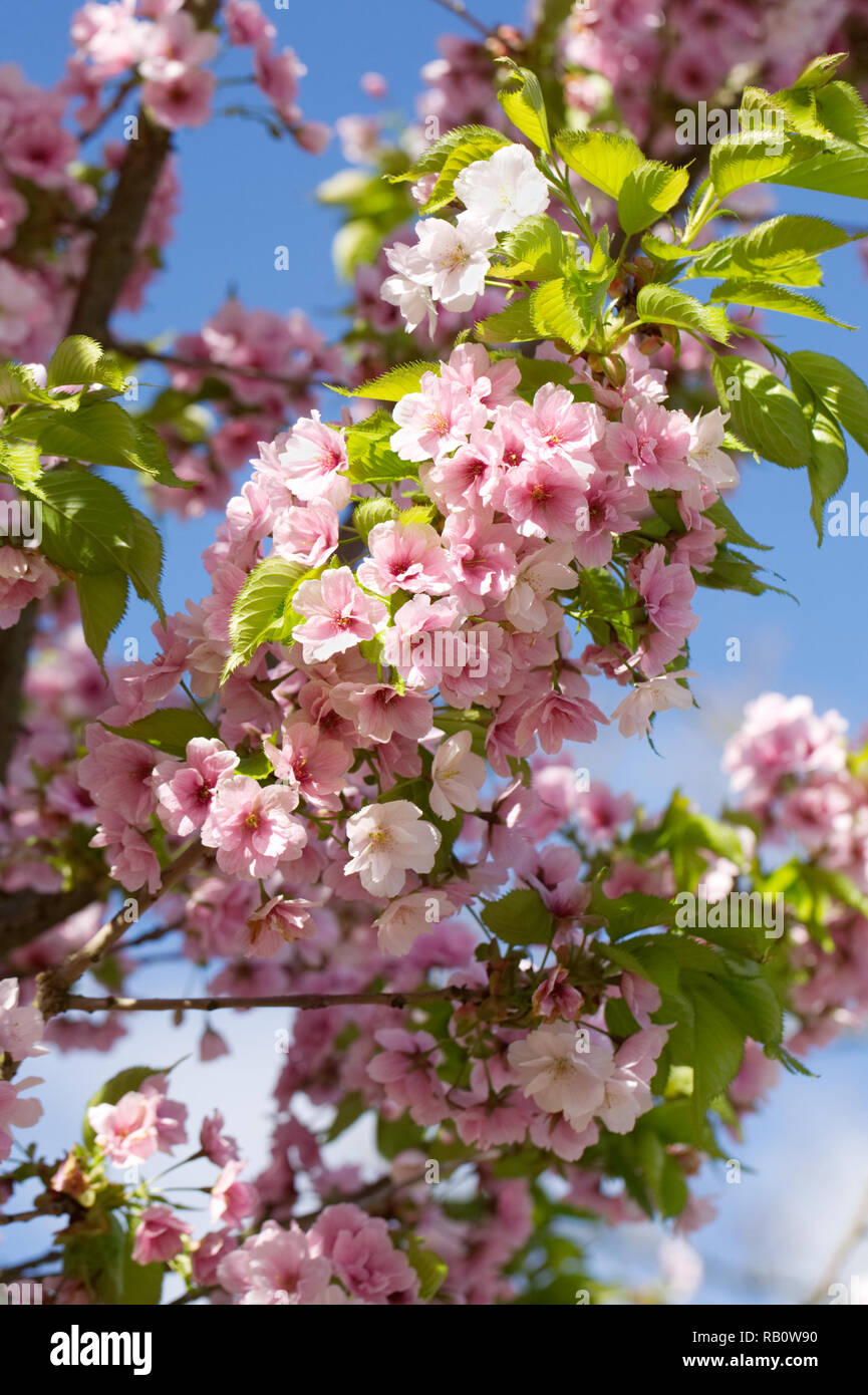 Prunus Matsumae-mathimur-zakura blossom in Spring. Stock Photo
