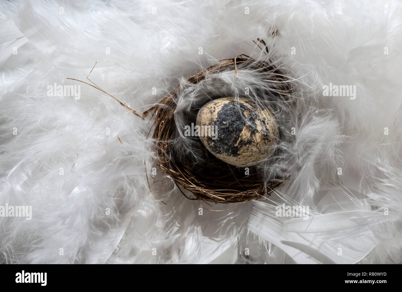 Small brown eggs on feather background. Easter conception with shape of rabbits on eggs. Stock Photo