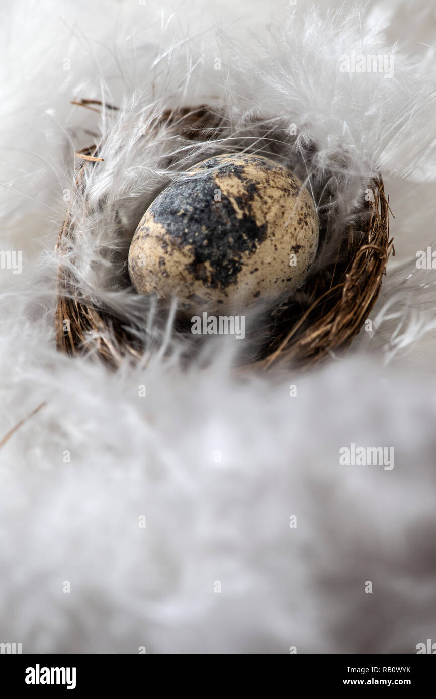 Small brown eggs on feather background. Easter conception with shape of rabbits on eggs. Stock Photo