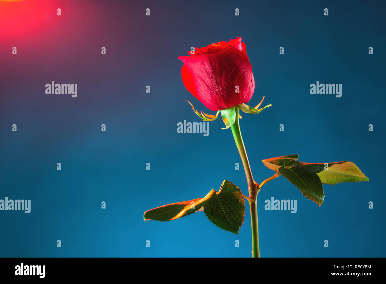 Red rose on blue background. Stock Photo