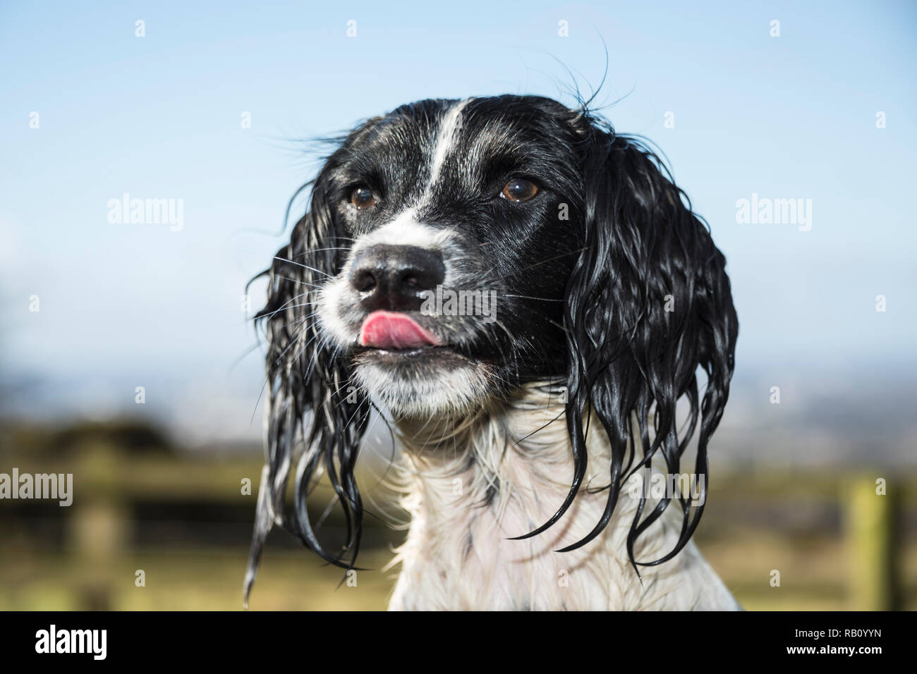 Springer spaniel photos hi-res stock photography and images - Alamy