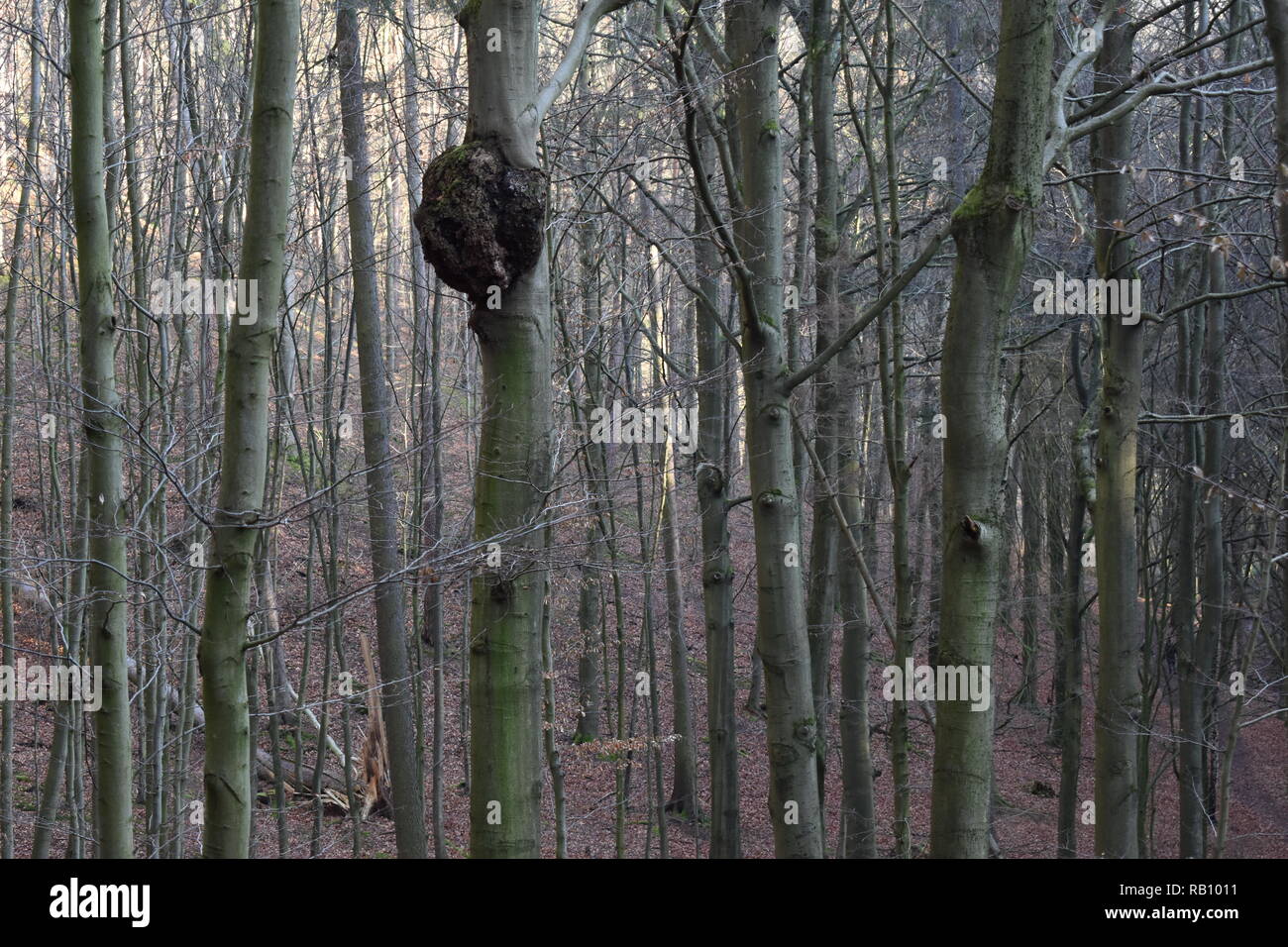 Beech tree forest with diseased tree with large growth Stock Photo