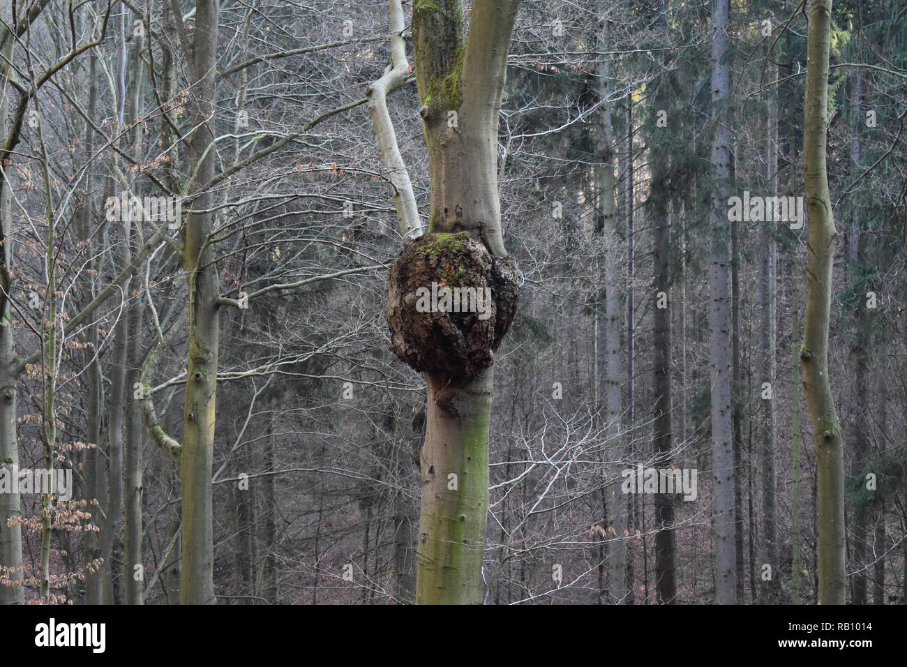 Beech tree forest with diseased tree with large growth Stock Photo