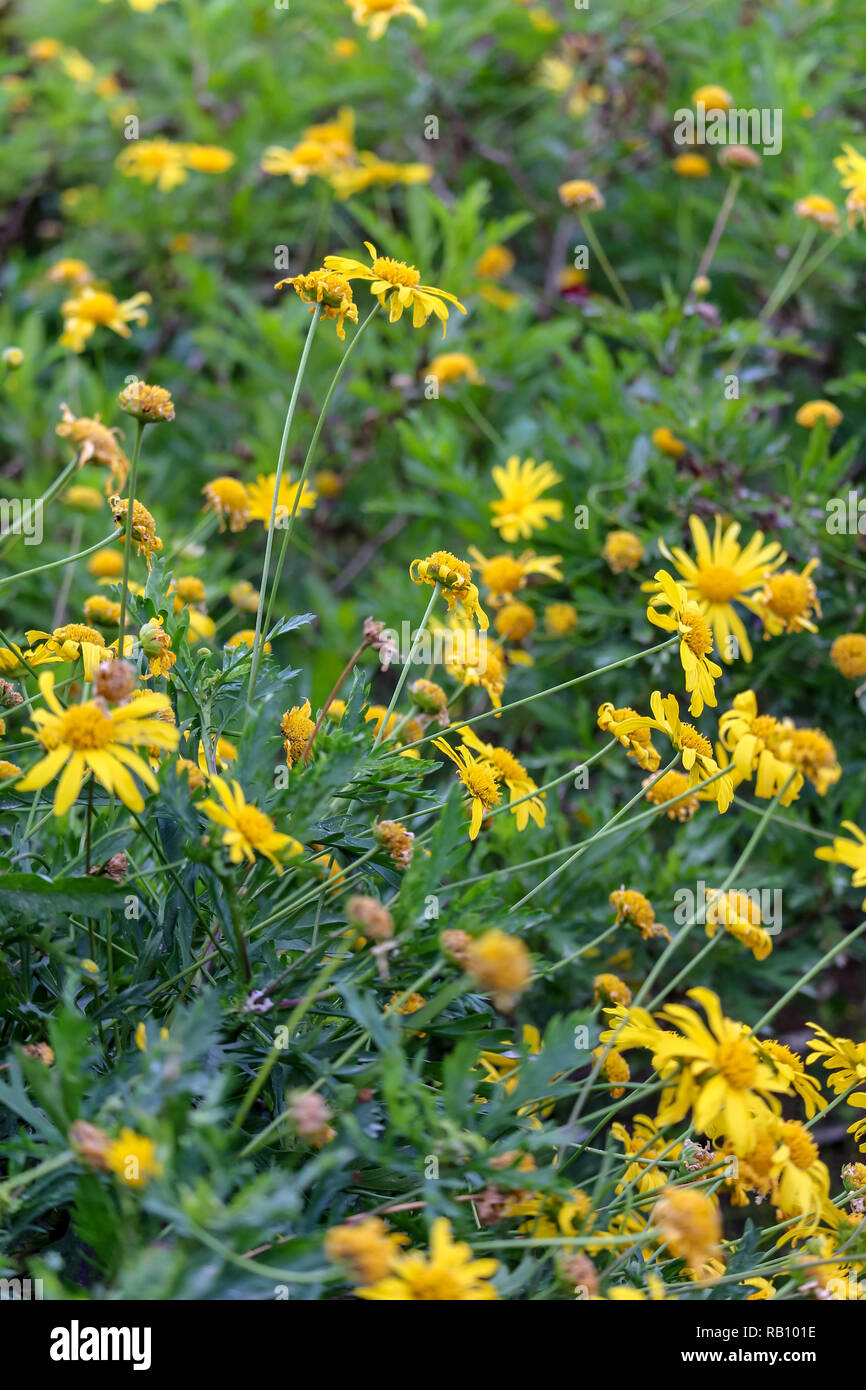 Dandelion daisy flowers hi-res stock photography and images - Alamy