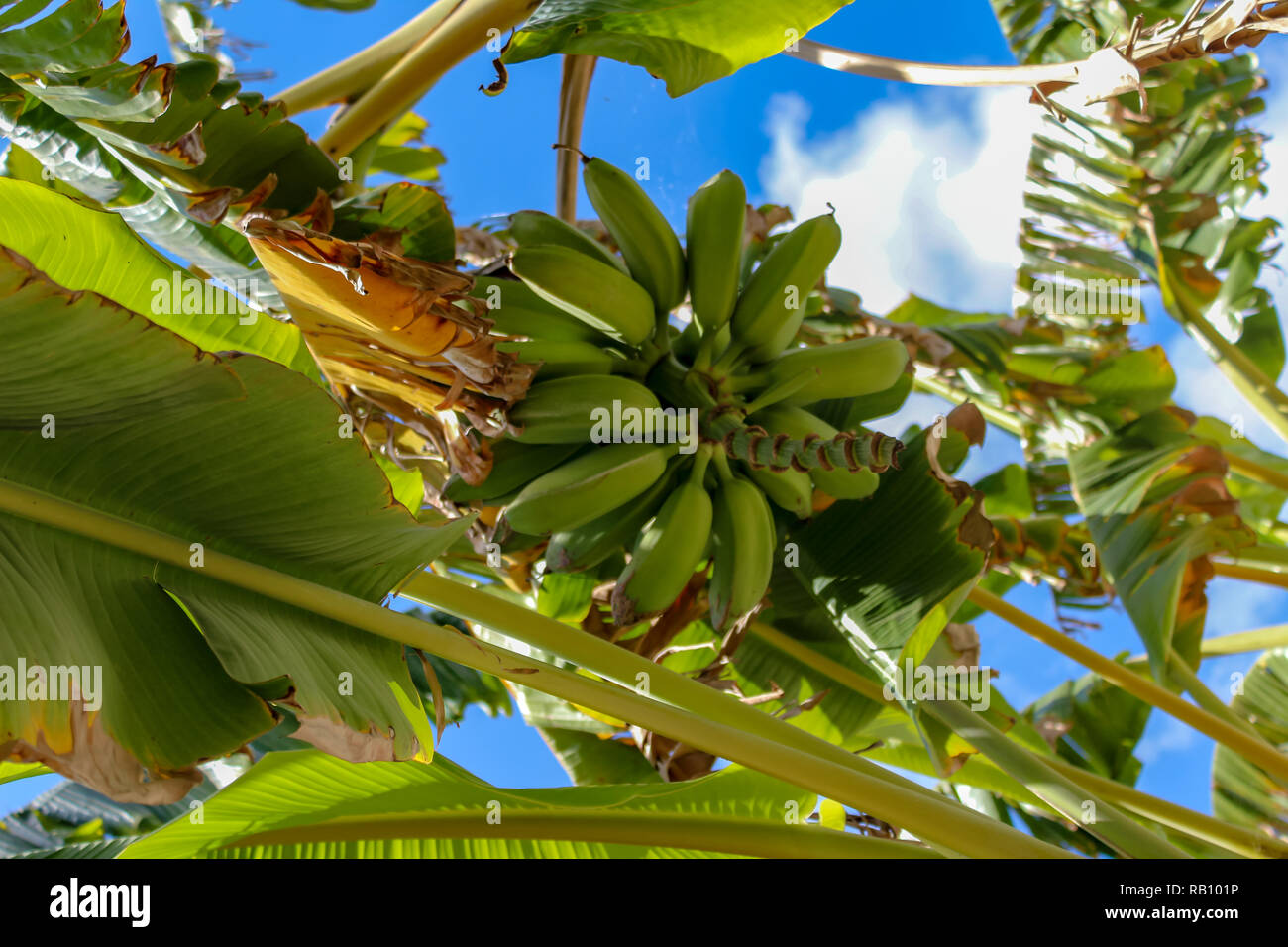 banana tree in the sun Stock Photo Alamy