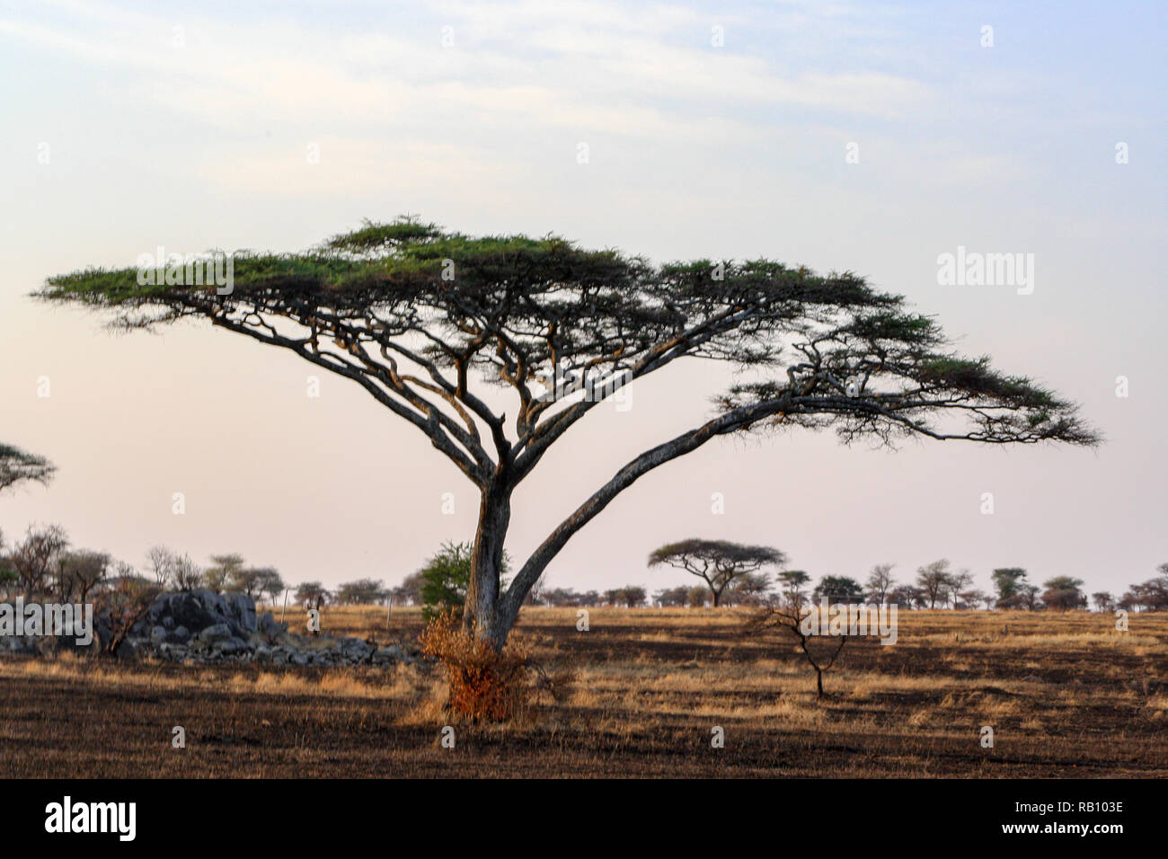 Acacia Tree in the Serengeti, Tanzania Stock Photo