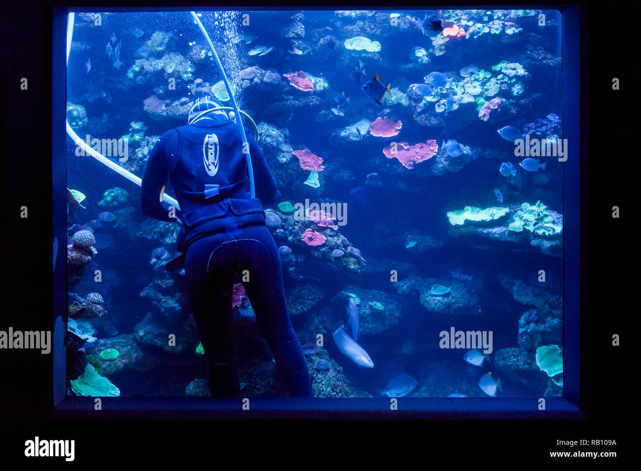 Diver working inside an aquarium Stock Photo