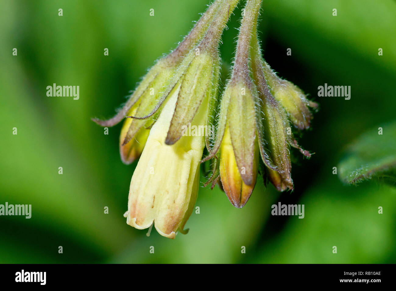 Comfrey, most likely Tuberous Comfrey (symphytum tuberosum), close up of a single flower head. Stock Photo