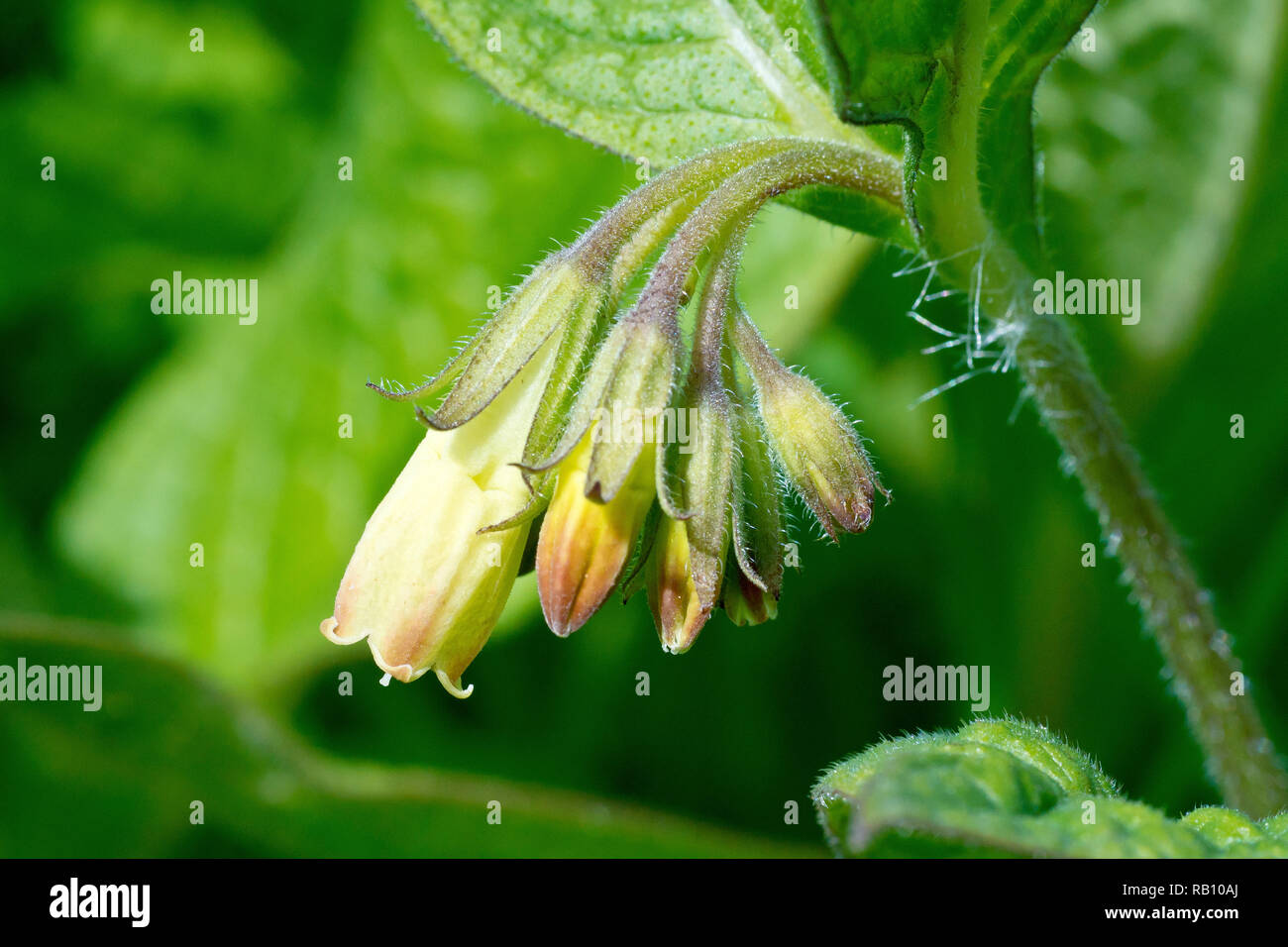 Comfrey, most likely Tuberous Comfrey (symphytum tuberosum), close up of a single flowering head. Stock Photo