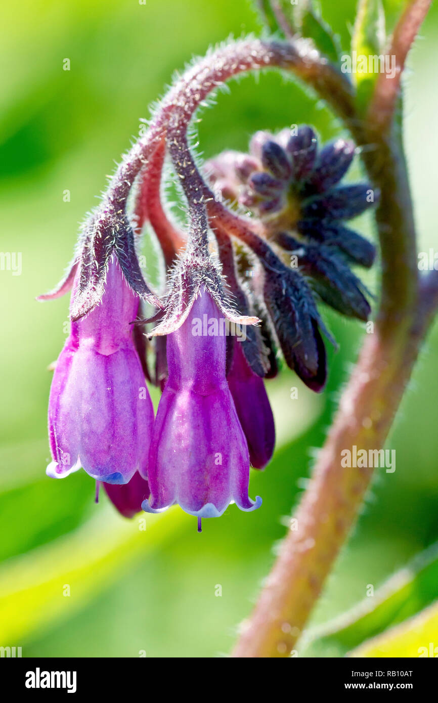 Comfrey, probably the hybrid species Russian Comfrey (symphytum x uplandicum), close up of a single backlit flower head. Stock Photo