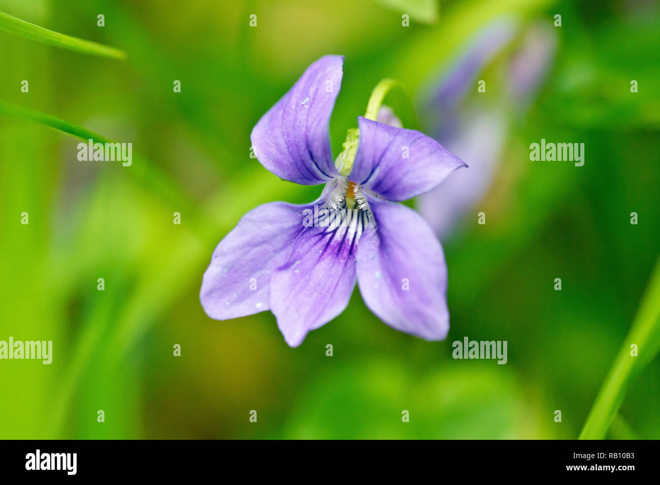 Common Dog-violet (viola riviniana), close up of a solitary flower growing in the long grass. Stock Photo