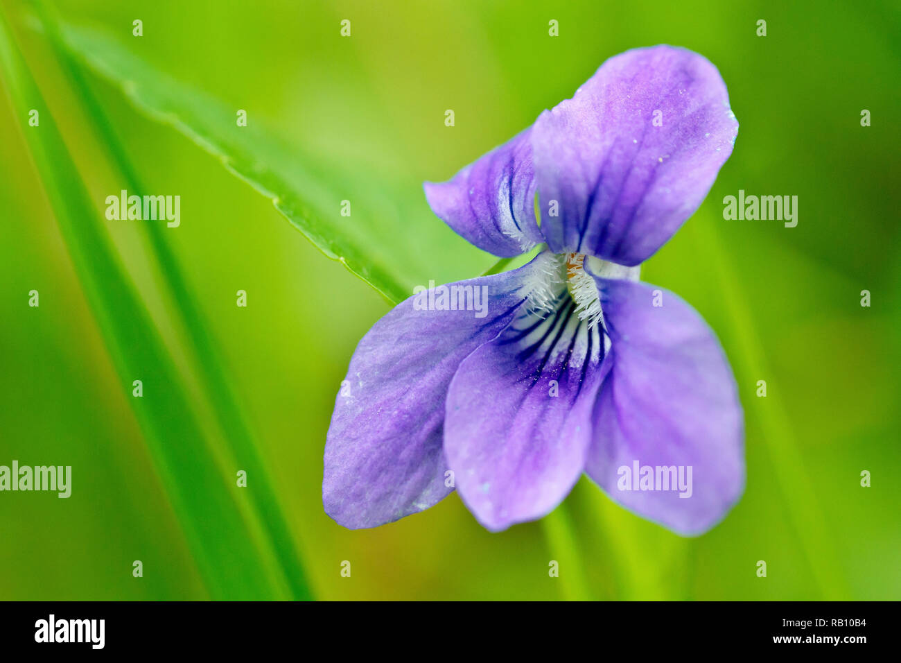 Common Dog-violet (viola riviniana), close up of a solitary flower. Stock Photo