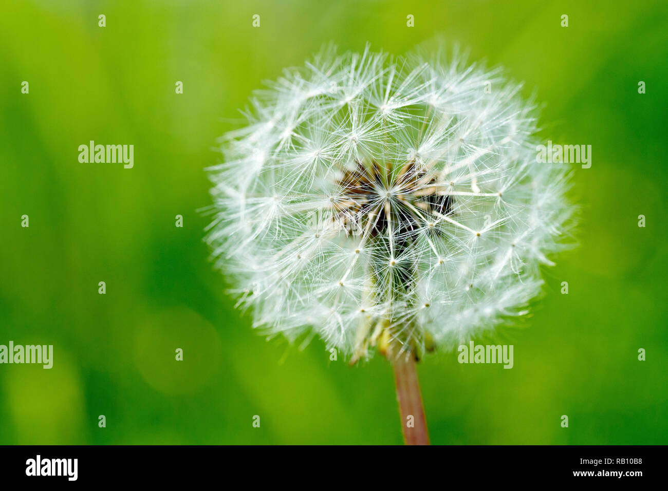 Dandelion seedhead (taraxacum officinale), close up of one backlit plant with low depth of field. Stock Photo