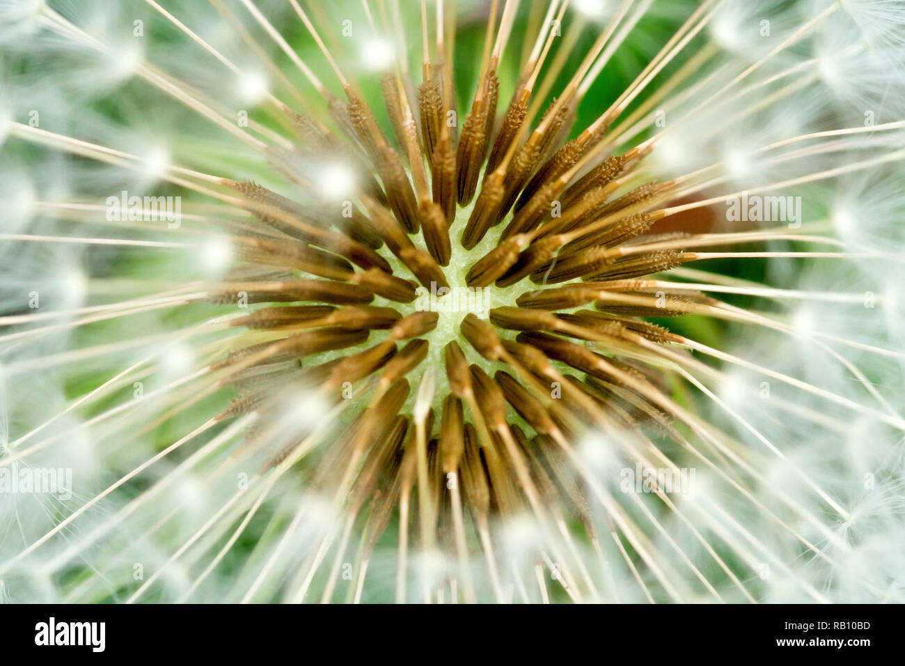 Dandelion seedhead (taraxacum officinale), close up of the very centre showing detail of the seeds. Stock Photo