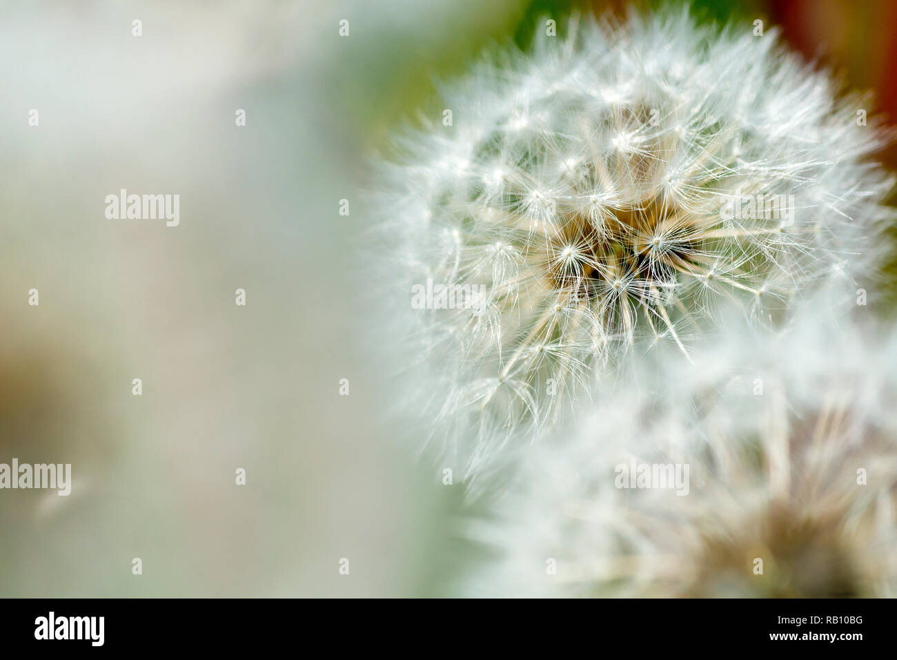 Dandelion seedhead (taraxacum officinale), close up of one plant out of many with low depth of field. Stock Photo