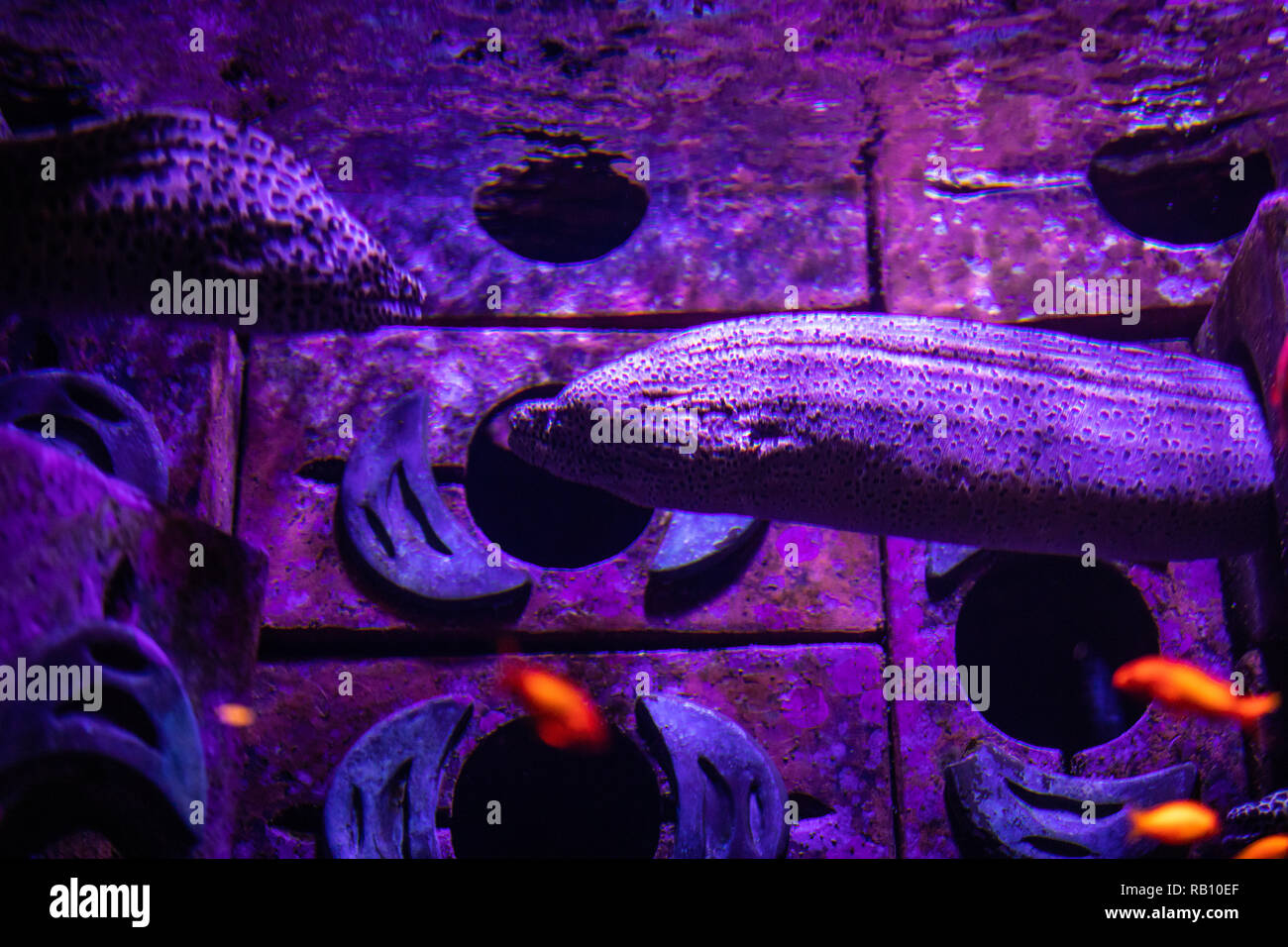 Panamic green moray eels in aquarium. Ocean life Stock Photo Alamy