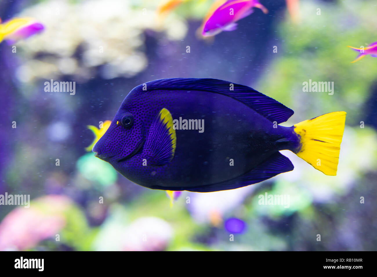 Fish violet surgeon reflection floating in aquarium Stock Photo Alamy