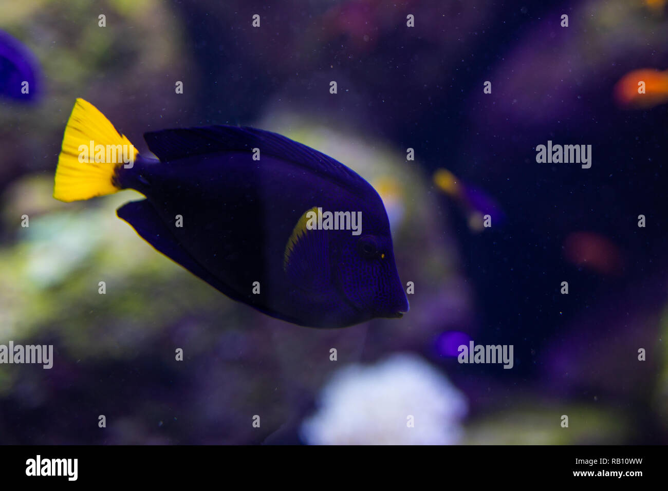 Fish violet surgeon reflection floating in aquarium Stock Photo Alamy