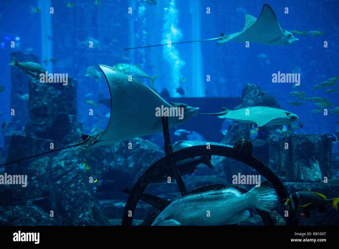 Undersea marine life. Prospective view of a large Manta Ray swimming ...