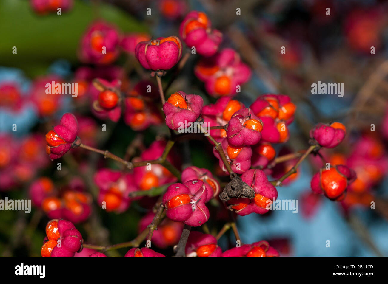 Common spindle fruits euonymus europaeus hires stock photography and images Alamy