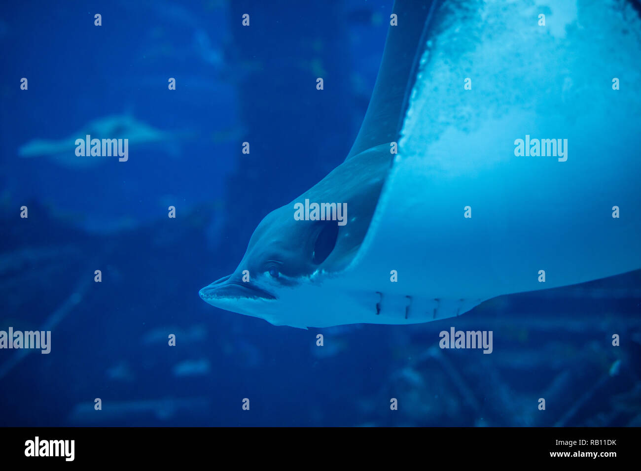 Marbled electric ray underwater in Oceanarium Stock Photo