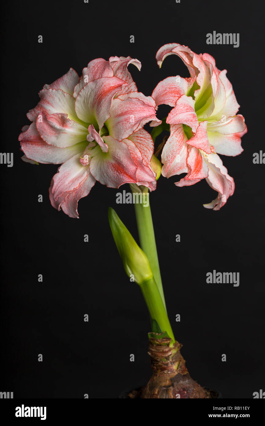 Amaryllis als wunderschöne Zimmerpflanze, Österreich Stock Photo