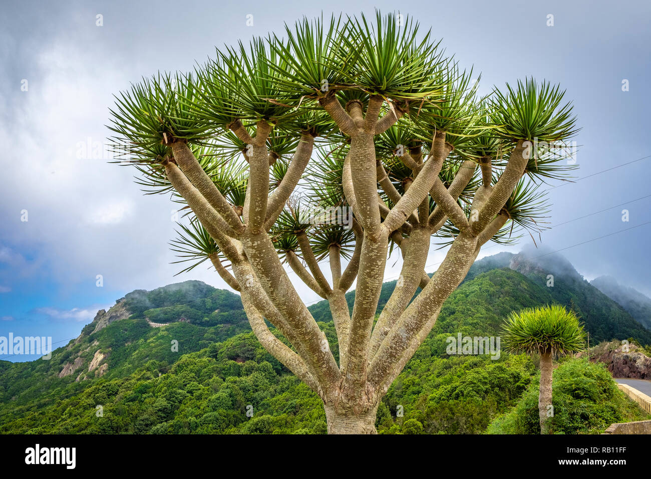 Drachenbaum auf Teneriffa, Spanien Stock Photo