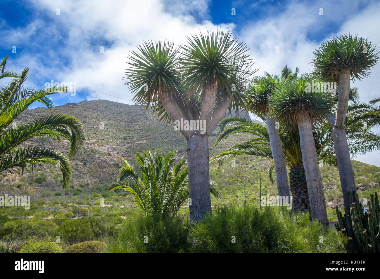 Drachenbaum in Santiage del Teide auf Teneriffa, Spanien Stock Photo