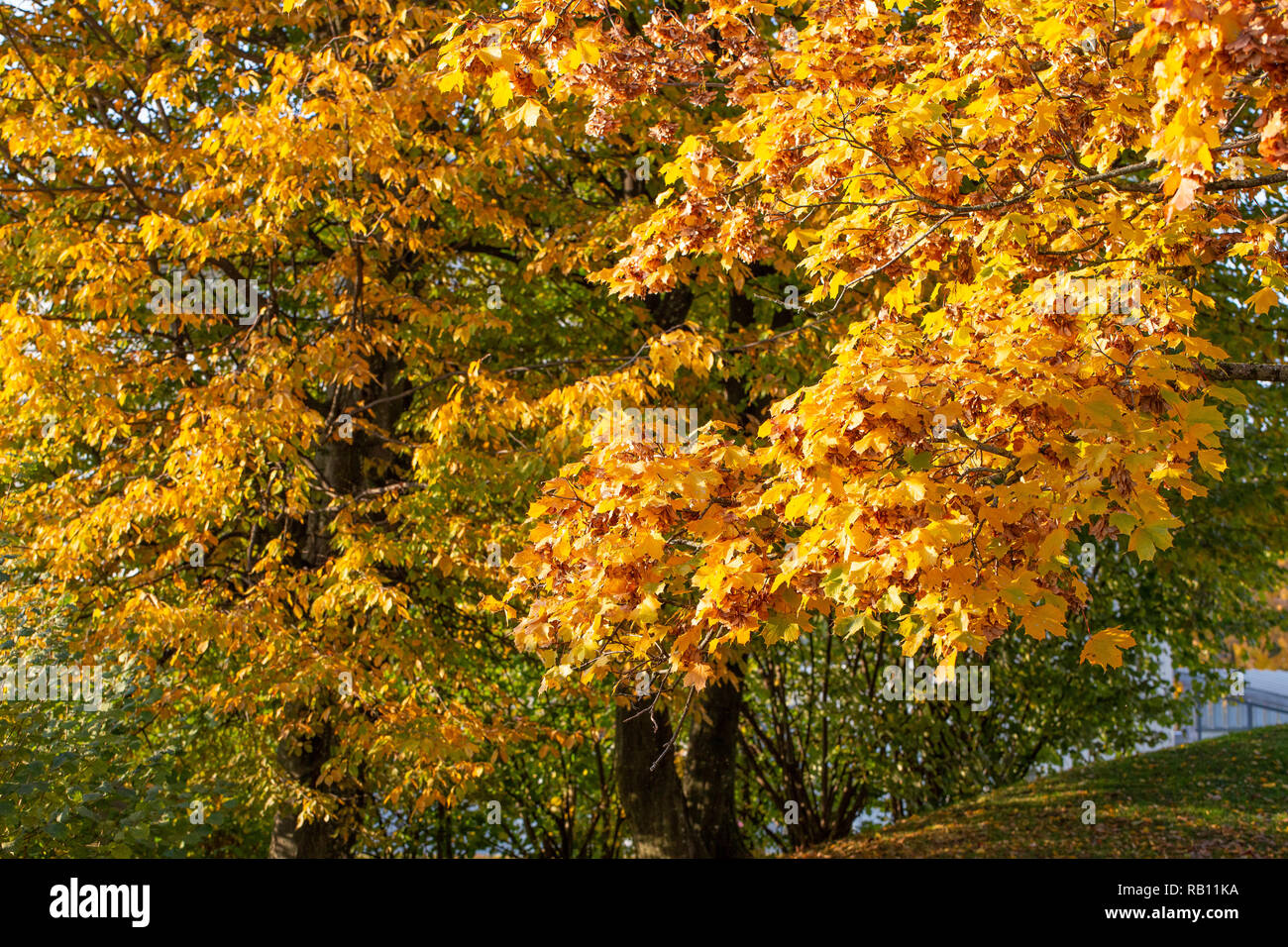 54+ Bäume Im Herbst, Denn der betörende farbenrausch ist der