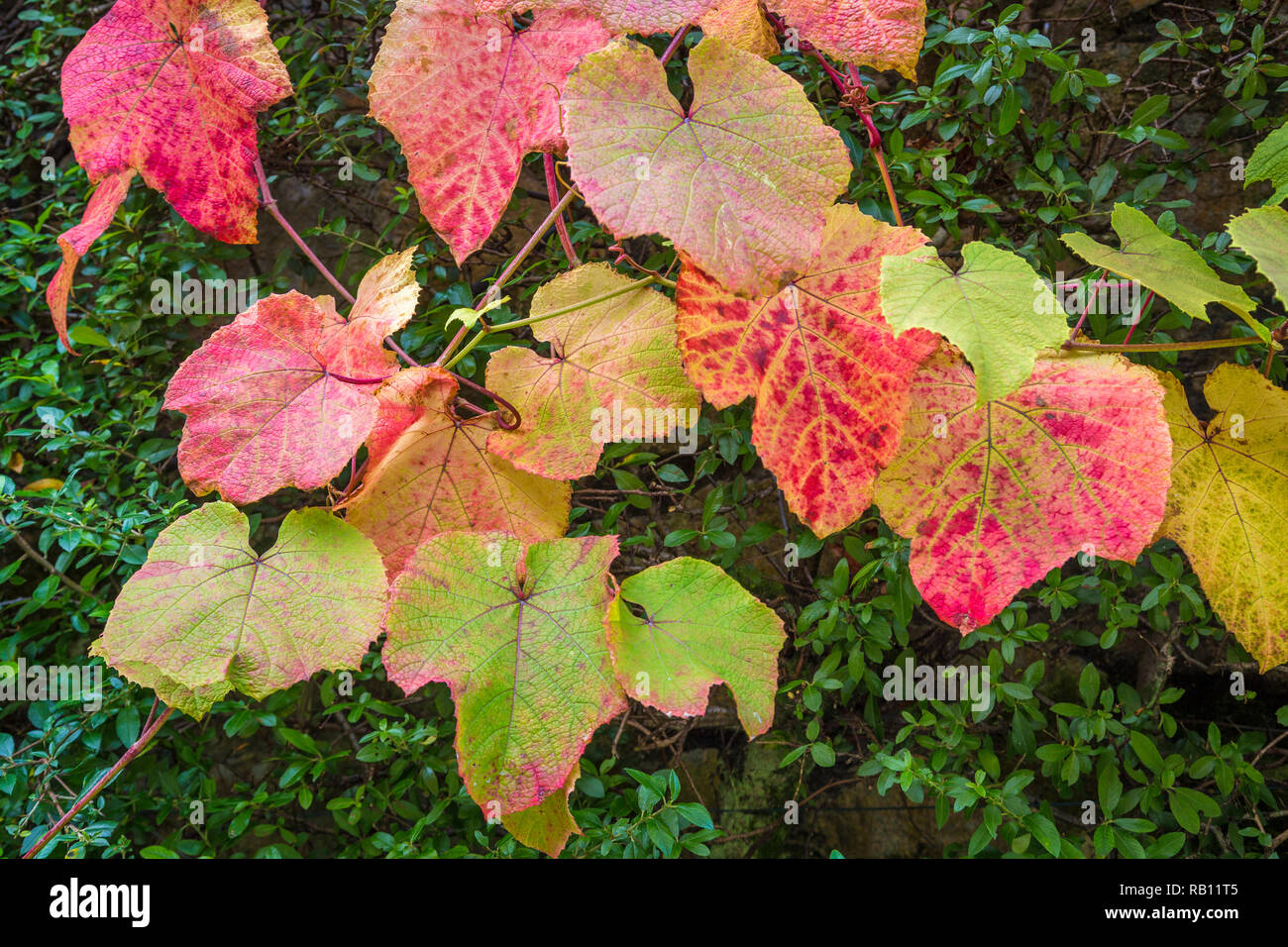 welkende bunte Blätter an einer Mauer Stock Photo