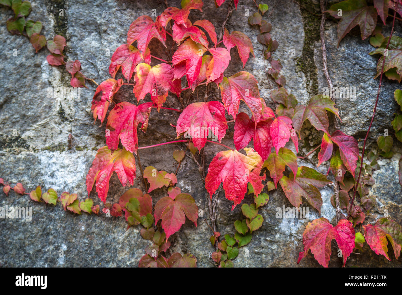 welkende bunte Blätter an einer Mauer Stock Photo