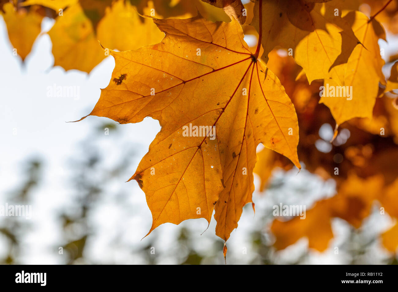 bunte Herbstblätter am Bodensee Stock Photo