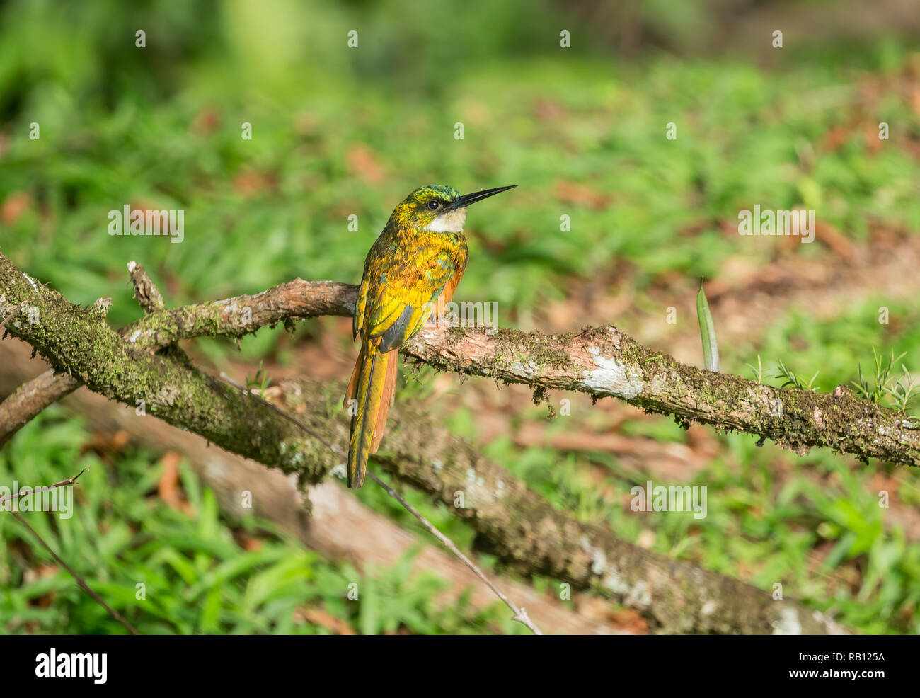 Rufous tailed Jacamar (Galbula ruficauda) perched on a branch in the Main Ridge Forest, Tobago, Caribbean, West Indies.  Landscape, horizontal Stock Photo