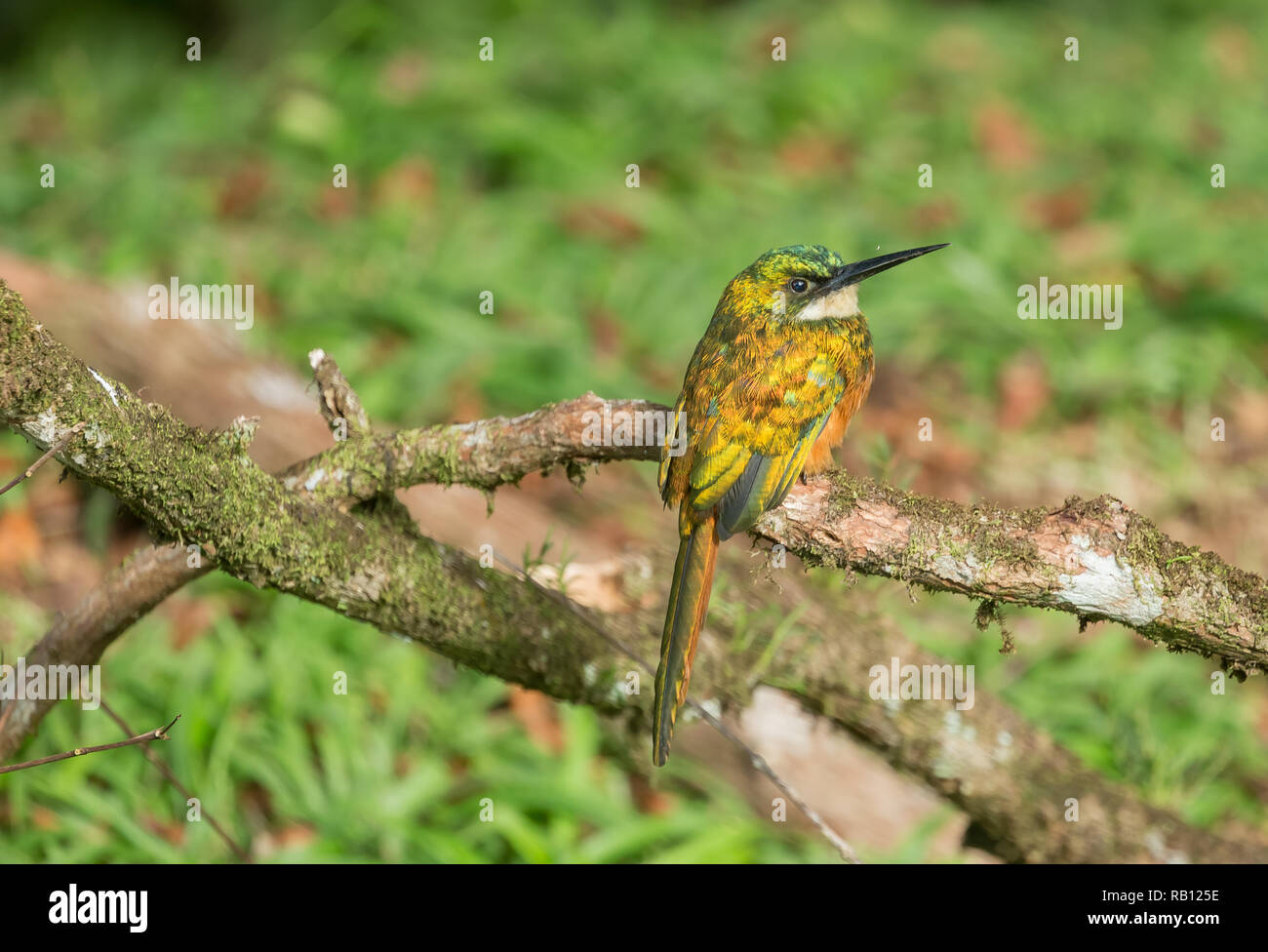 Rufous tailed Jacamar (Galbula ruficauda) perched on a branch in the Main Ridge Forest, Tobago, Caribbean, West Indies.  Landscape, horizontal Stock Photo