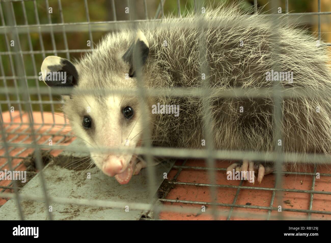 Close Look At An Opossum In A Live Trap Stock Photo Alamy