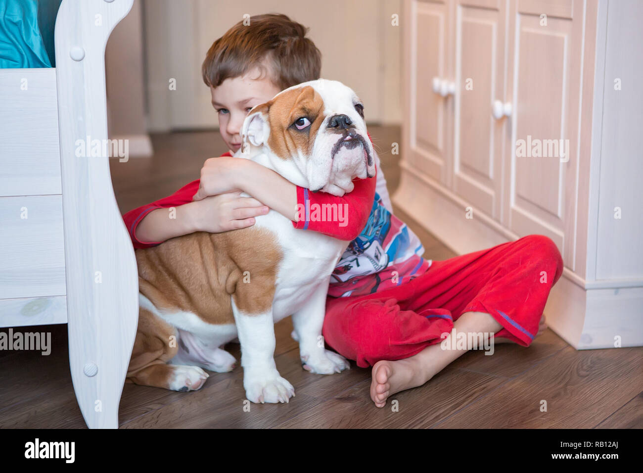English bulldog in stylish home enjoying life Stock Photo Alamy