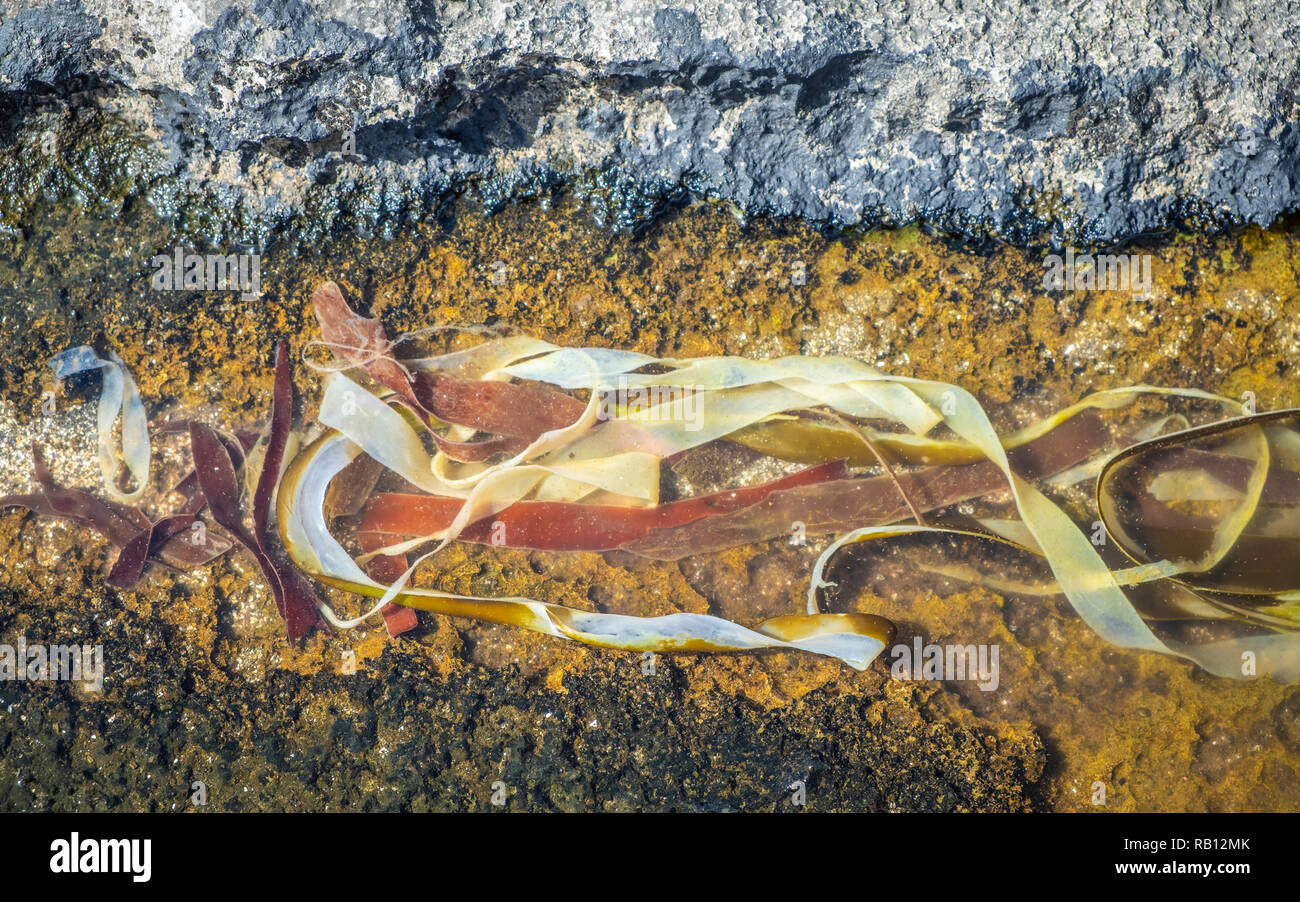 nährstoffreiche Meerespflanzen am Atlantik Stock Photo