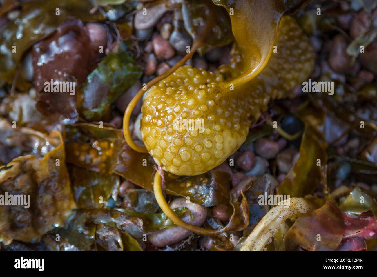nährstoffreiche Meerespflanzen am Atlantik Stock Photo
