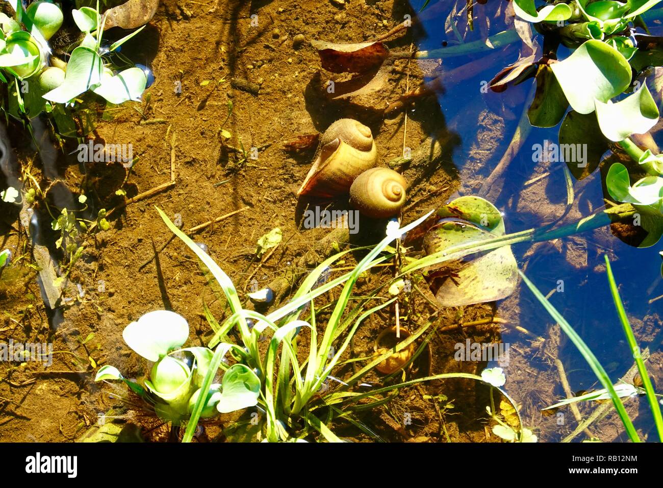 Close-up of two apple snail shells, Ampullariidae, submerged in a fresh water lake. North Florida, USA. Stock Photo