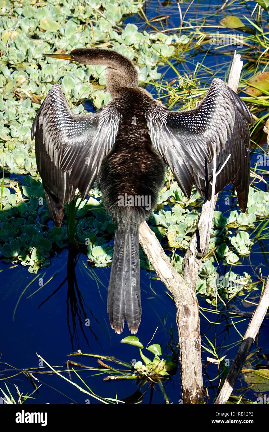Anhinga anhinga, with wings spread, perched above the water at Paynes Prairie Preserve State Park, Alachua County, Florida, USA. Stock Photo