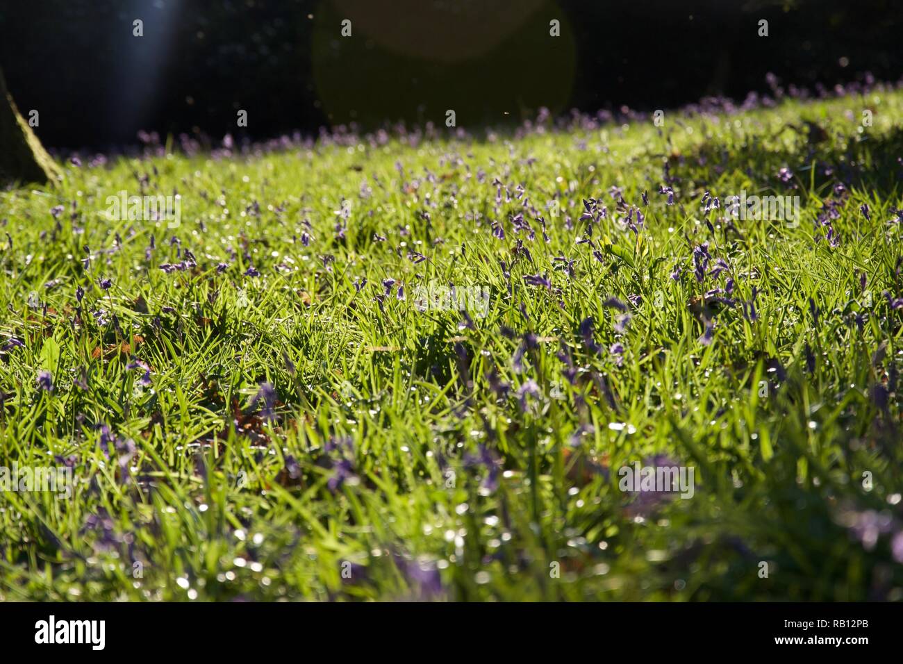 Golden evening sunlight playing on a sea of bluebells carpeting the floor of an English woodland Stock Photo
