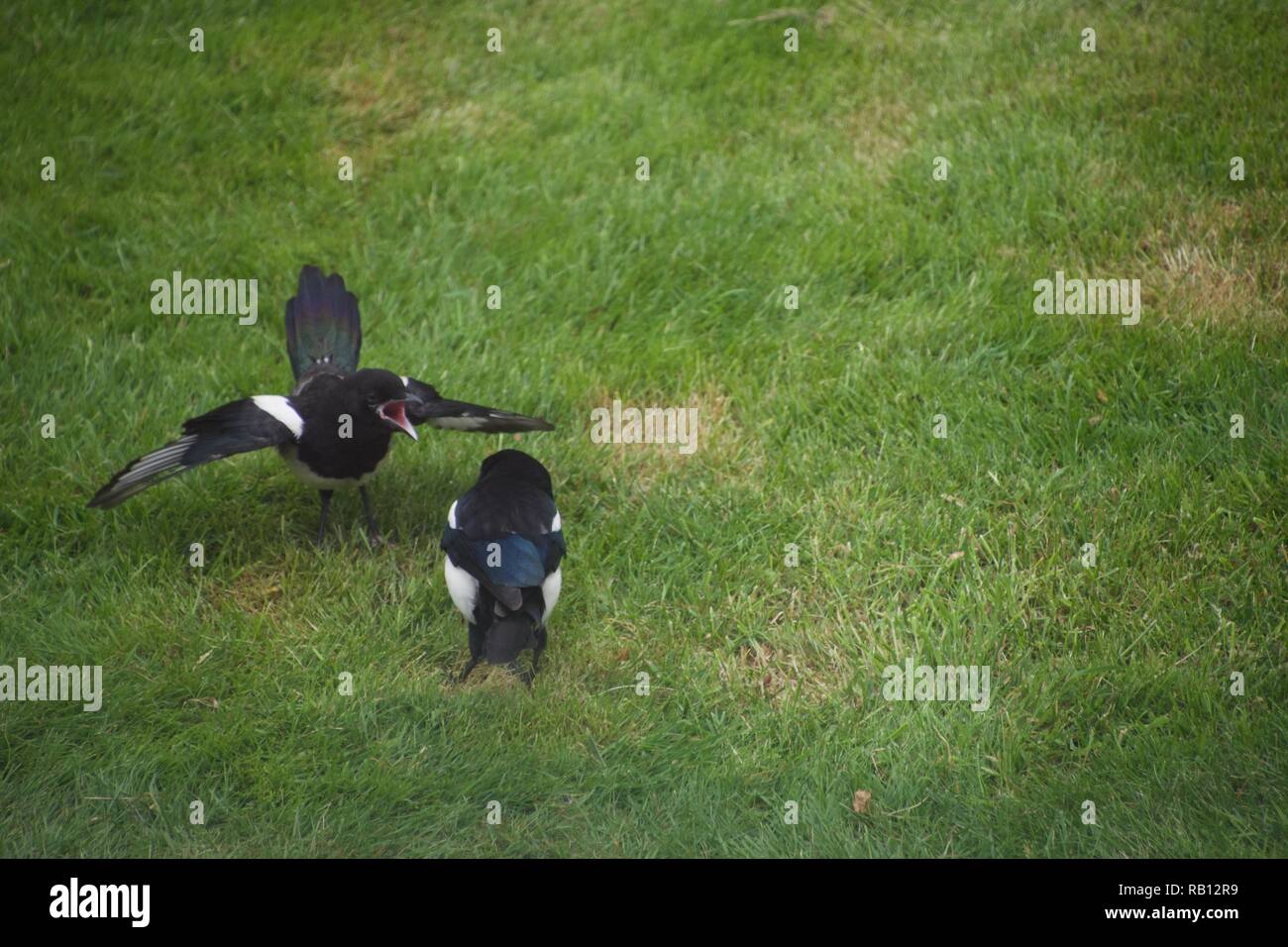 A juvenile magpie and its parent on a lawn. The parent is looking for food: worms in the grass. The young bird is squawking and flapping its wings, hu Stock Photo