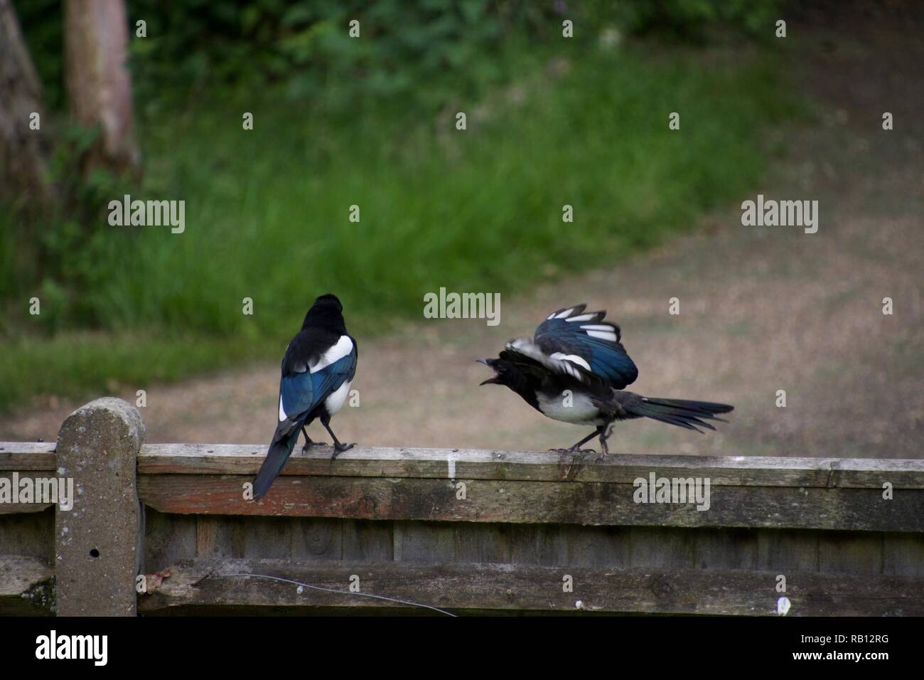 A juvenile magpie on a fence near an English country lane demands food from its parent, flapping its wings and squawking Stock Photo