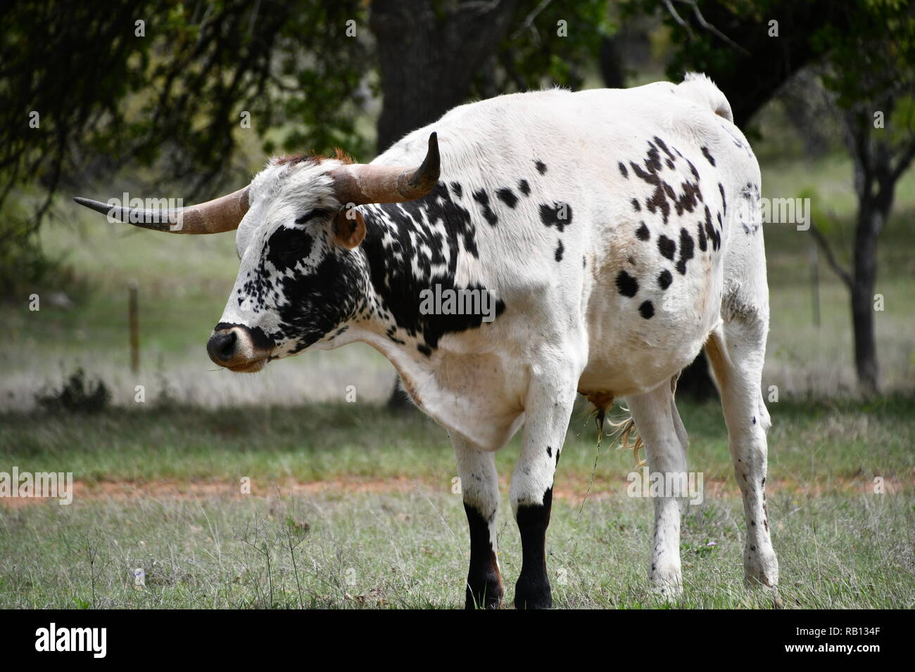 Black and White Texas Longhorn Stock Photo Alamy