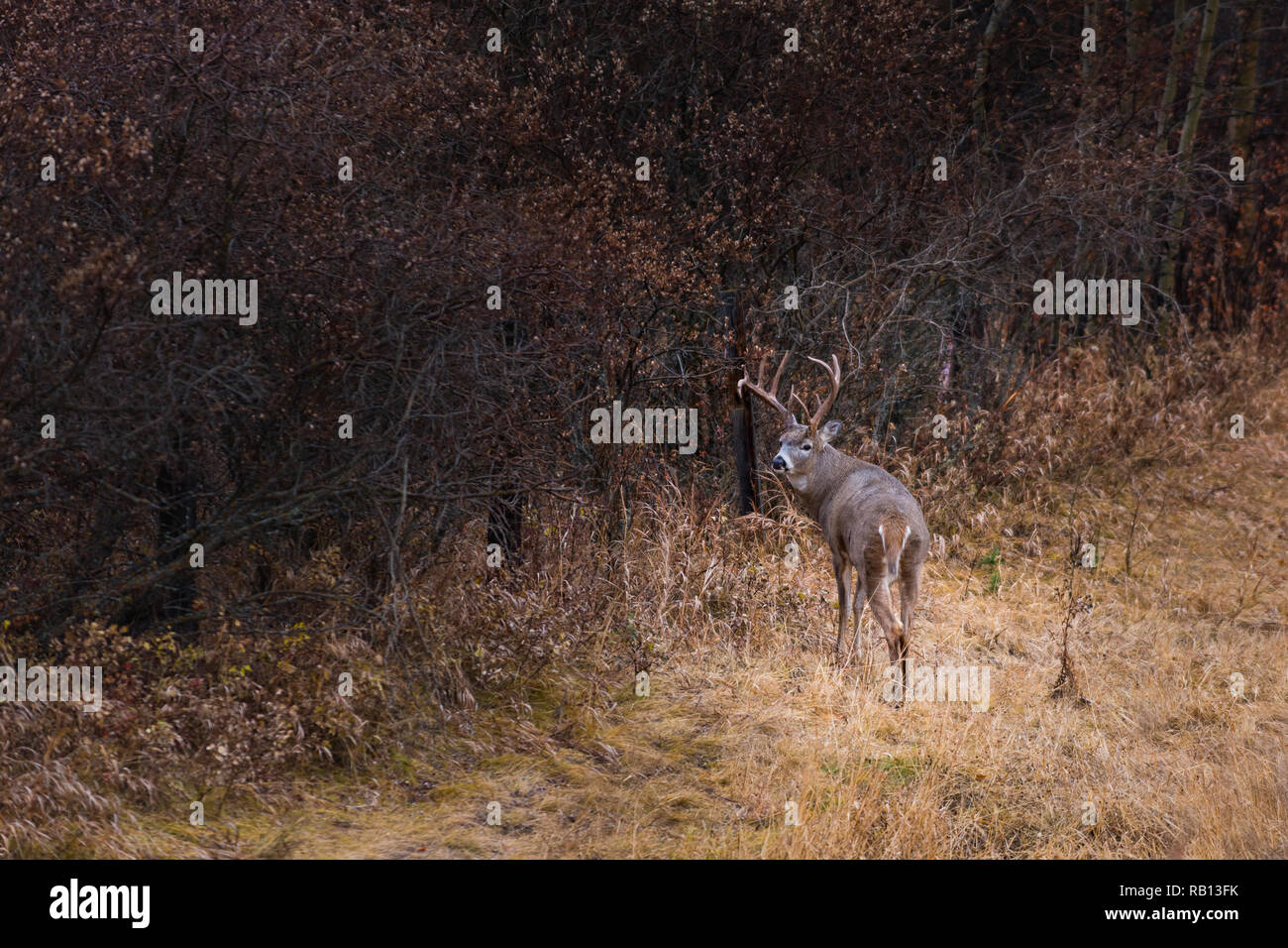 Wid deer in a autumn forest clearing Stock Photo