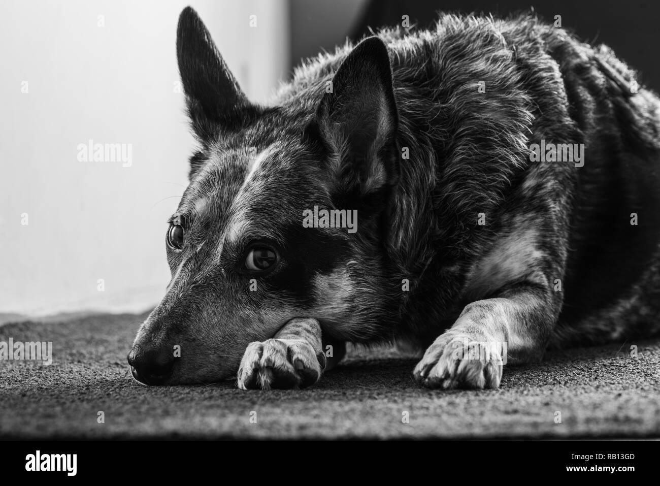 Black And White Australian Cattle Dog
