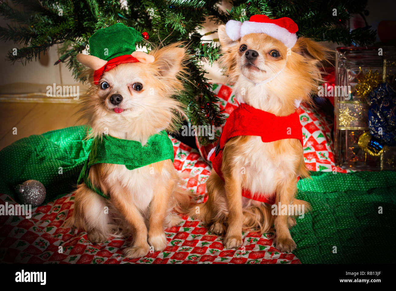 puppies dressed up for christmas Cute pair of chihuahua dogs dressed up to celebrate the Christmas Holidays  Stock Photo