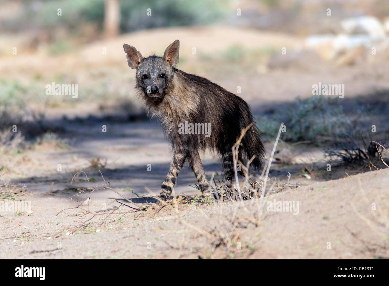 Brown Hyena (Hyaena brunnea) - Okonjima Nature Reserve, Namibia, Africa Stock Photo