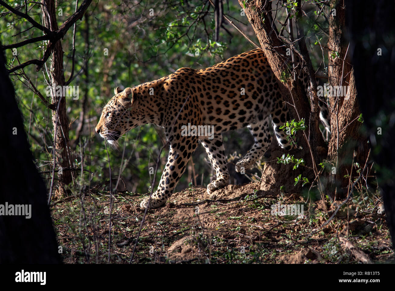 Leopard (Panthera pardus) - Okonjima Nature Reserve, Namibia, Africa Stock Photo
