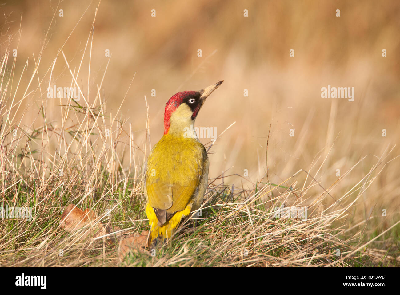 adult male European Green Woodpecker, Picus viridis, on grassland, Hampstead Heath, London, United Kingdom Stock Photo